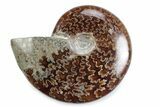 Polished Ammonite (Cleoniceras) Fossil - Madagascar #364974-1